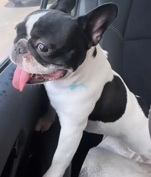 asomadetodosafetos.com - “Cozinharam nosso cachorro”: tutor denuncia negligência em pet shop após perder cadelinha